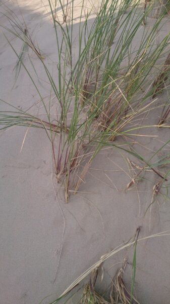Helmgras in de duinen.