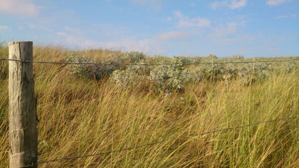 Helmgras in de duinen.