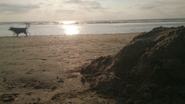 Hond rent over het strand, zand voor.