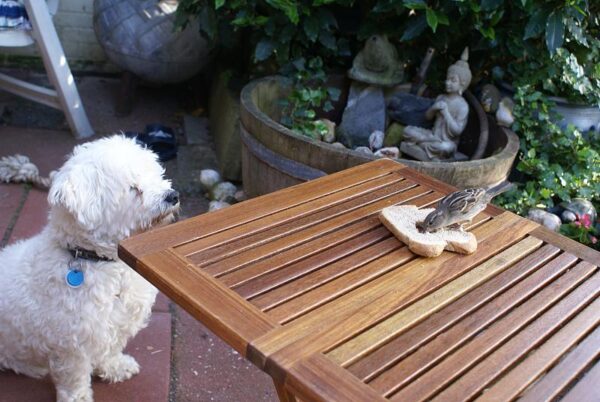 Kwispel observeert een vogel die eet.