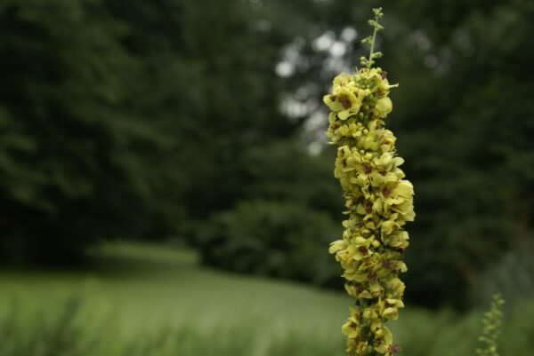 Jac. P. Thijssepark in Amstelveen.