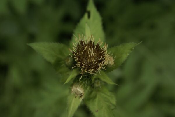 Jac. P. Thijssepark in Amstelveen.