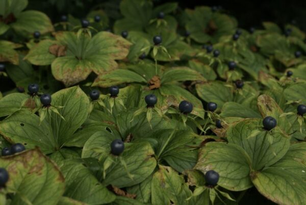 Jac. P. Thijssepark, Amstelveen.