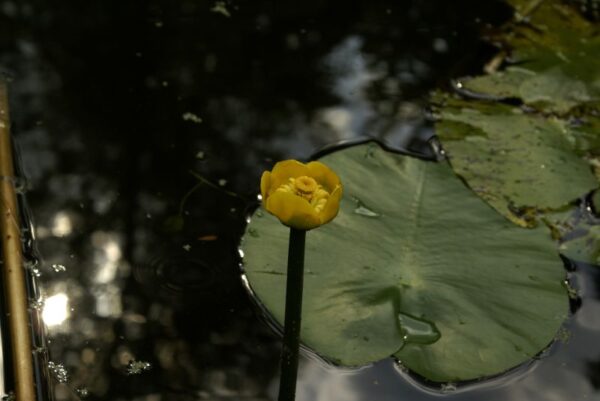 Jac. P. Thijssepark in Amstelveen.