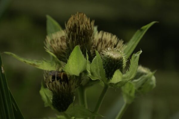 Jac. P. Thijssepark in Amstelveen.