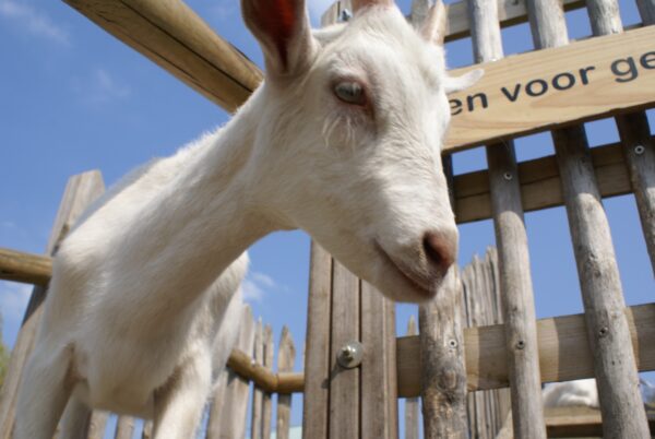 Geitje op geitenboerderij in Amsterdamse Bos.