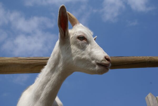 Geitje op geitenboerderij Ridammerhoeve.