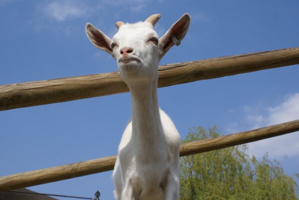 Geitje op geitenboerderij Ridammerhoeve.