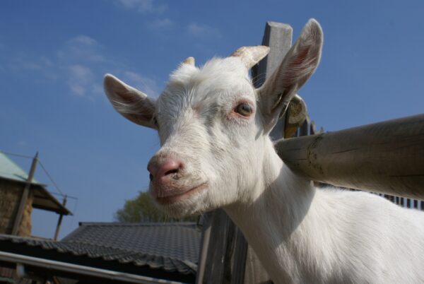 Geitje op geitenboerderij in het Amsterdamse Bos.