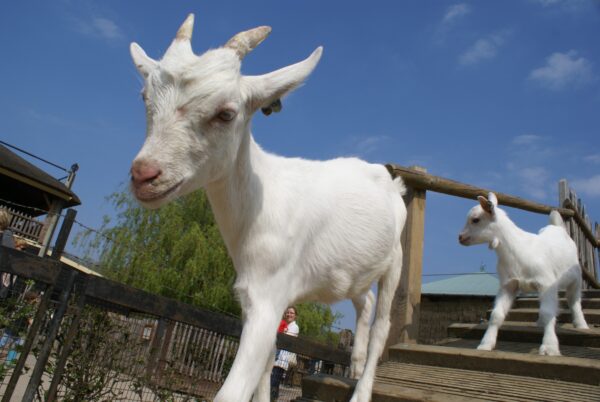 Jonge geitjes op boerderij De Ridammerhoeve.