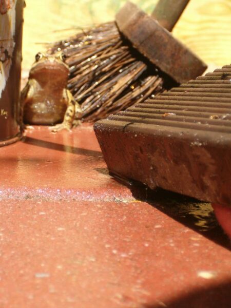 Kikker observeert nieuwsgierig terras na reiniging.