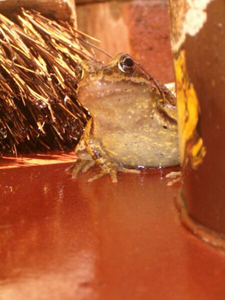 Kikker observeert na terrasreiniging.