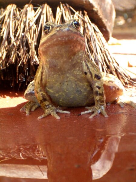 Kikker observeert na terrasreiniging.