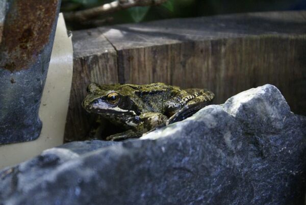 Kikkertje in vijver.