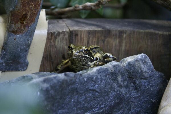 Kikkertje in vijver.