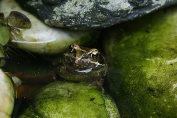 Kikker zit in vijver.