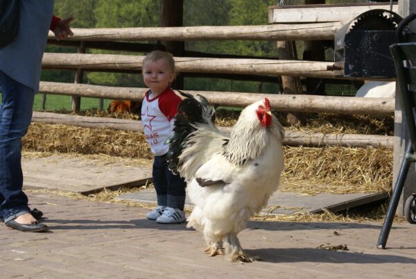 Kip en kind, realistisch afgebeeld.