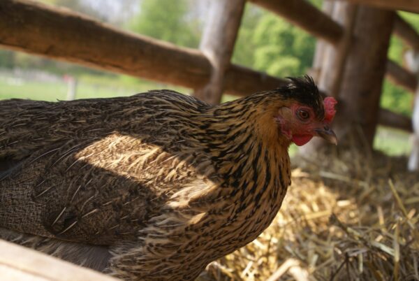 Kip in de stal, geitenboerderij De Ridammerhoeve.