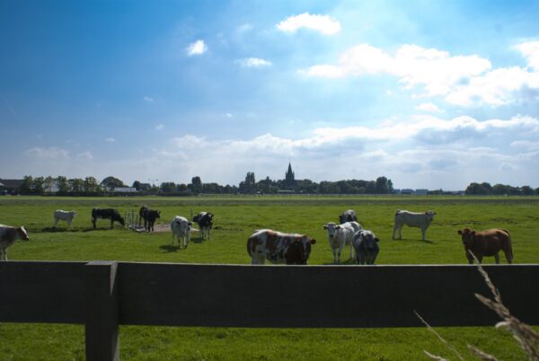 Koeien grazen op weiland bij Nes.