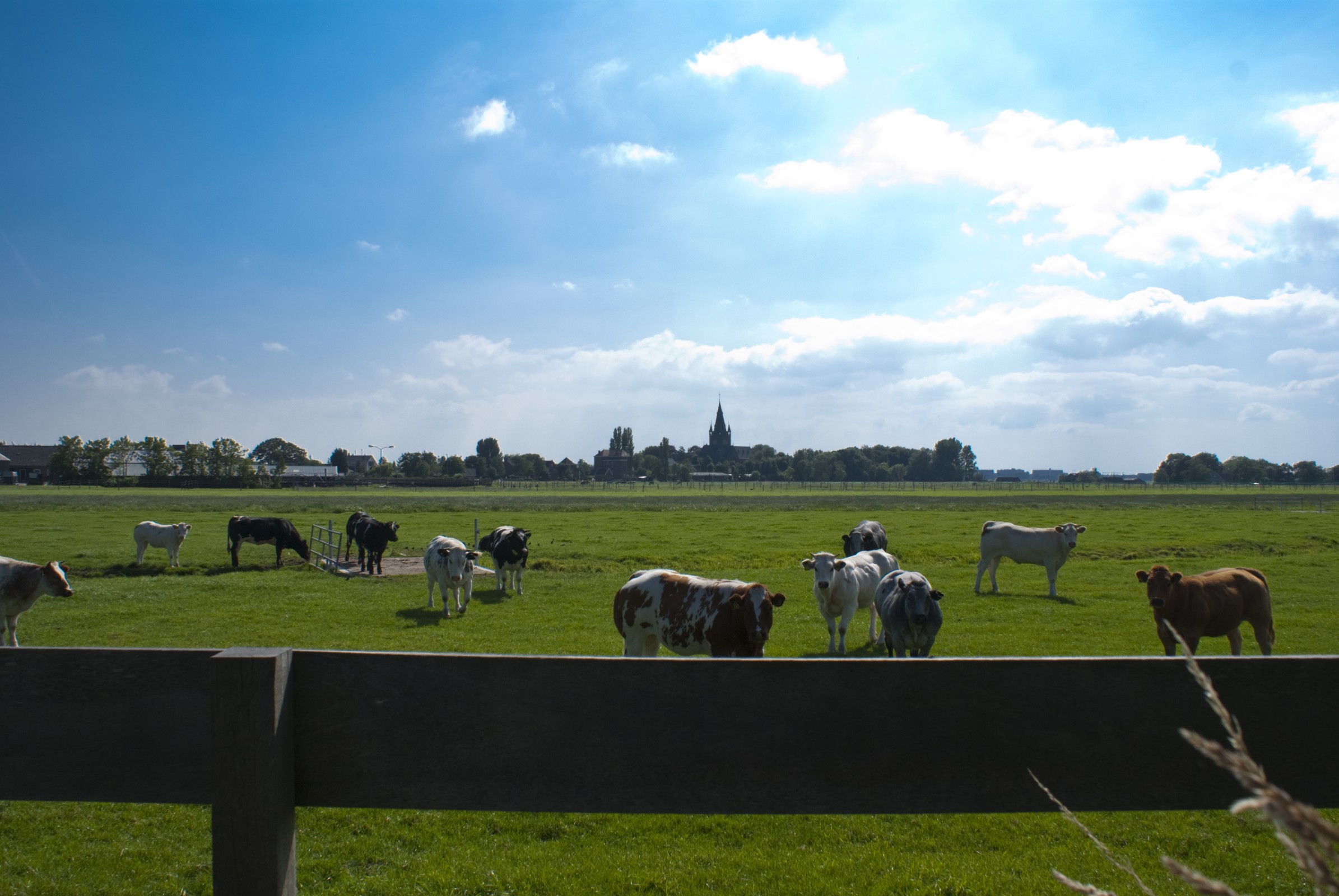 Koeien grazen op weiland bij Nes.