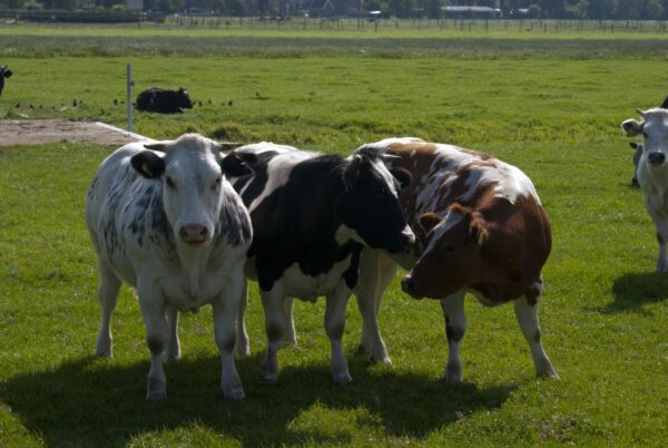 Koeien grazen op een weiland bij Nes.
