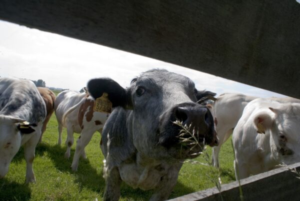 Koeien grazen op weiland bij Nes.