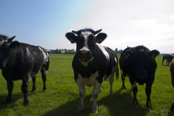 Koeien grazen op weiland bij Nes.