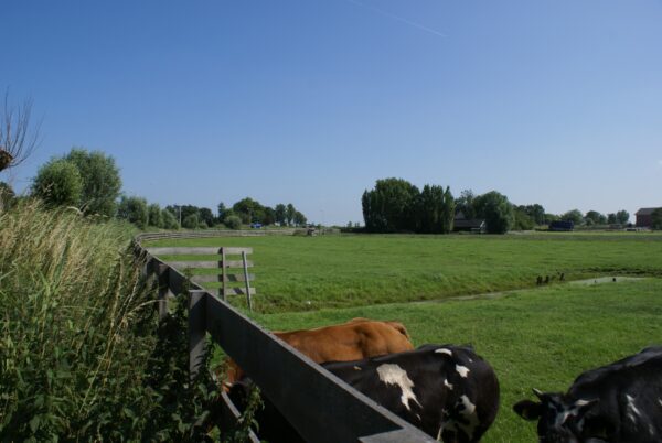 Koeien grazen op weiland bij Nes.