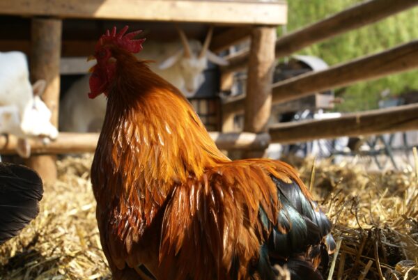 Haan op geitenboerderij Ridammerhoeve.