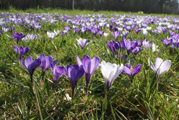Krokussen bloeien bij Sportlaan, Amstelveen.