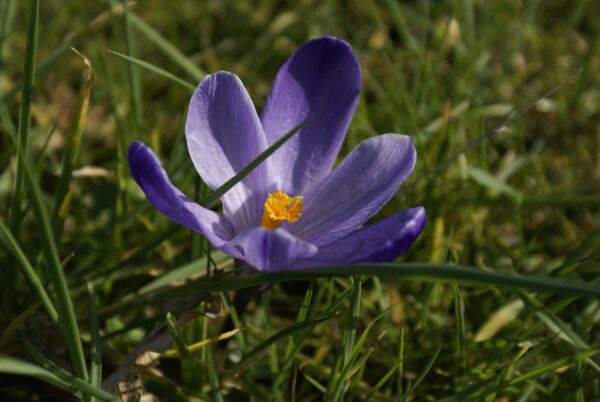 Krokussen bloeien bij Sportlaan, Amstelveen.