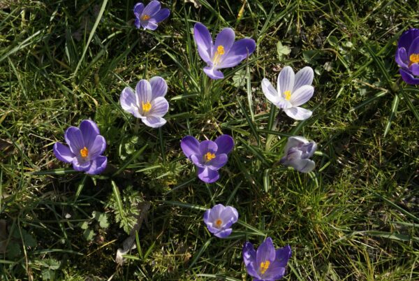 Krokussen langs Sportlaan, Amstelveen.