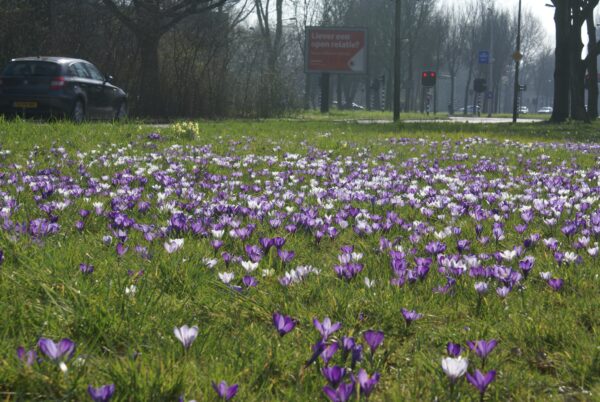 Krokussen bloeien bij Sportlaan, Amstelveen.
