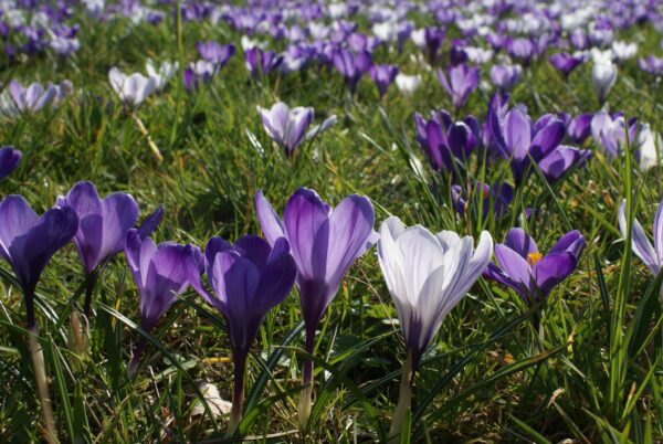 Krokussen langs Sportlaan, Amstelveen.