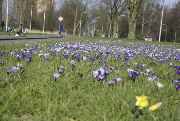Krokussen op Sportlaan, Amstelveen.