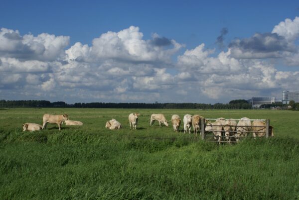 Koeien op weiland met ArenA op de achtergrond.