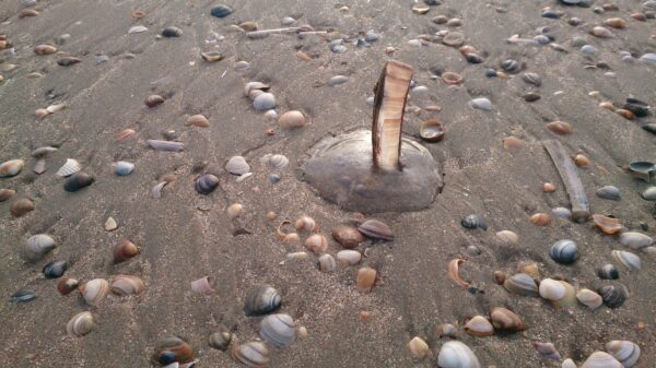 Kwal gespiest op scherpe schelp.