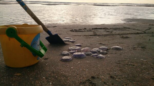 Jongetje verzamelt kwallen op Wijk aan Zee strand.