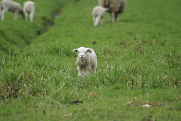 Lammetje en face