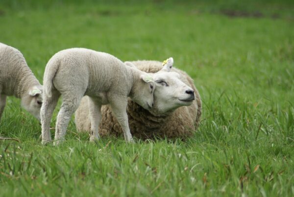 Lammetje en schaap