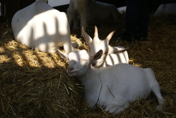 Lammetje op stro in geitenboerderij.