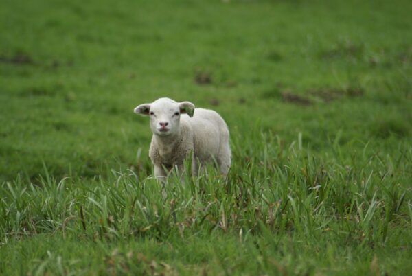 Lammetje