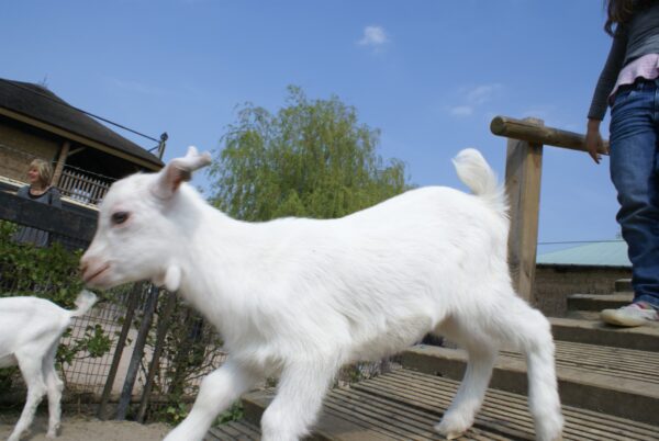 Lammetjes en geitjes op geitenboerderij De Ridammerhoeve.