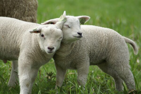 Lieve puppy ligt te rusten.