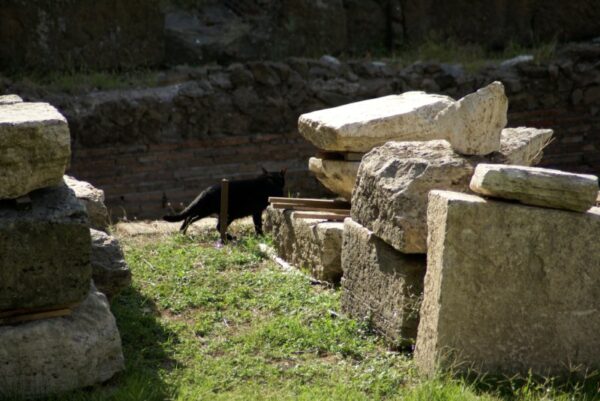 Katten lopen door ru&iuml;nes, opvang plein.