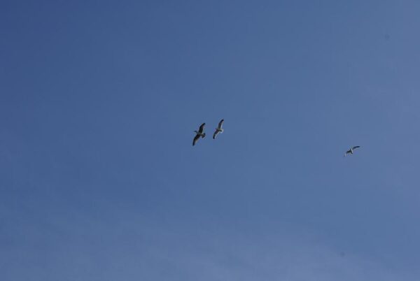 Meeuwen vliegen boven Schiphol.
