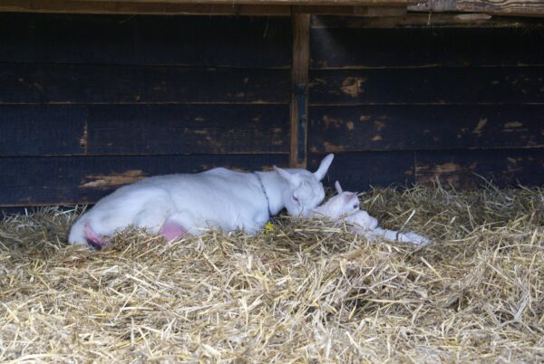 Moedergeit met lammetjes, pasgeboren, bij De Ridammerhoeve.