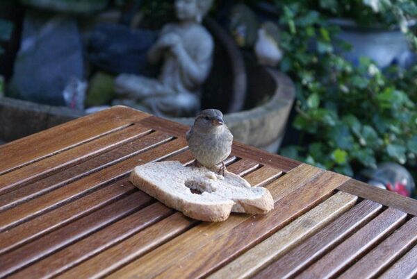 Hongerige mus op straat.