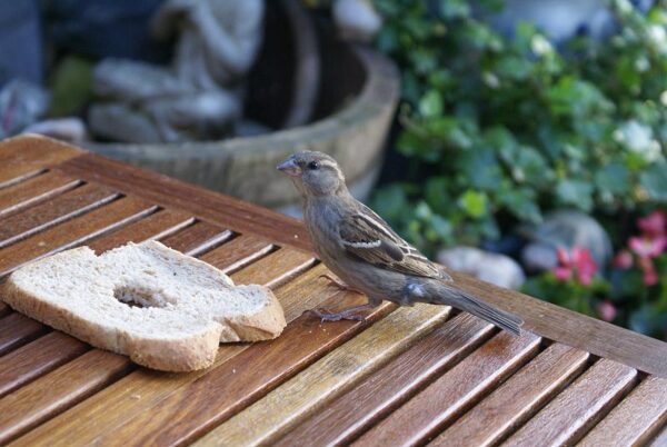 Hongerige mus op straat.
