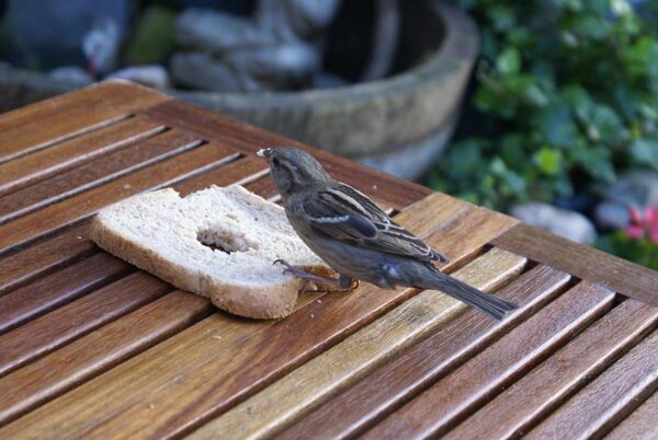 Mus kijkt hongerig.</h1/>